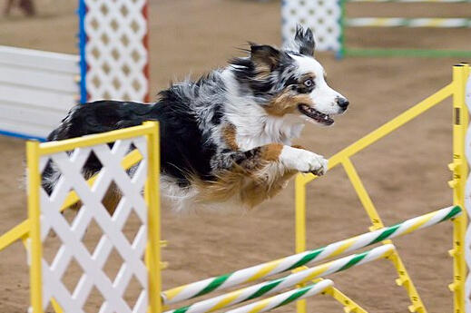 australian shepherd agility