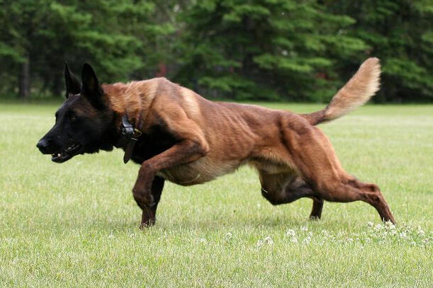 malinois running