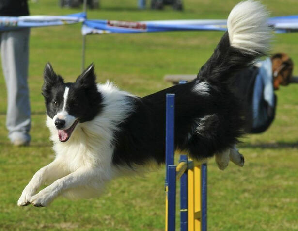 border collie agility