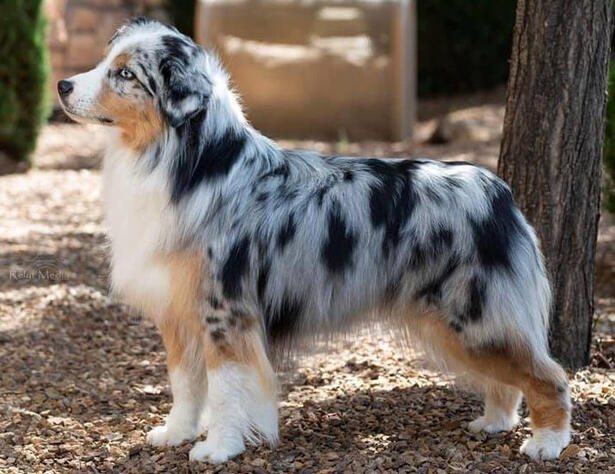 mini american shepherd
