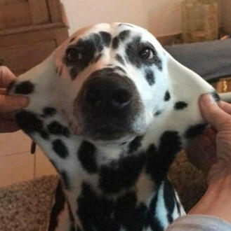 stretchy dalmatian